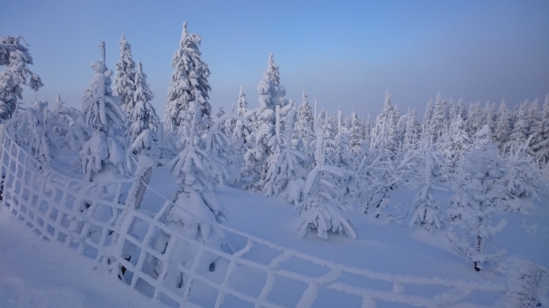 verschneite Fichten Fichtelberg 20170110