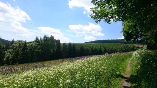 Blumenwiesen um Hammer 20170615