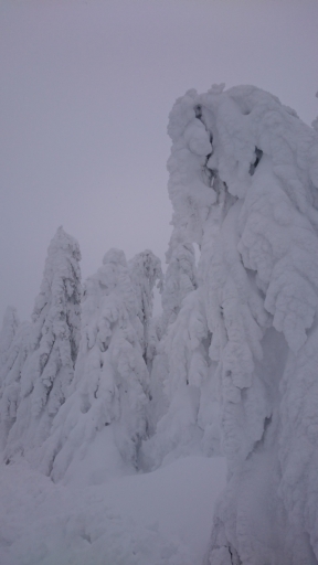 Eislast an Bäumen 20190117