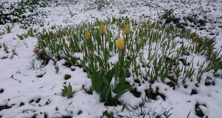 Später Winterrückfall Bild1 20190504